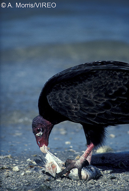Turkey Vulture m17-22-062.jpg